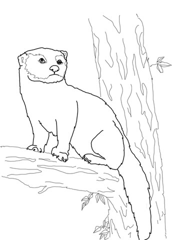 Fisher Cat Coloring Page